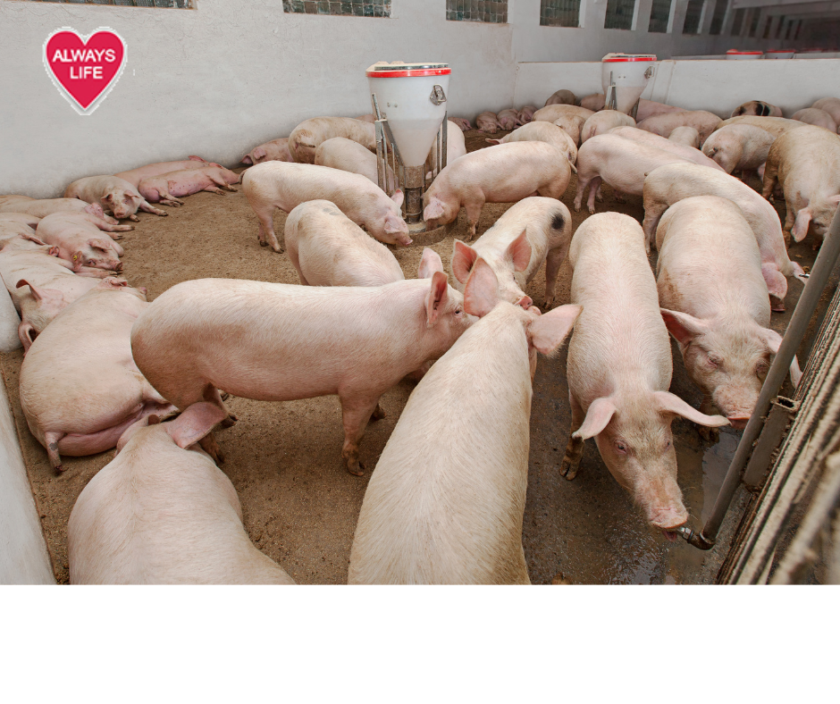 Always Life Farm